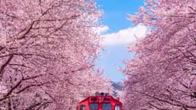 Au départ de Busan : visite nocturne ou de jour du festival des cerisiers en fleurs de Jinhae