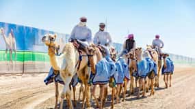 Erkunde Westkatar und besuche die Kamelrennbahn von Sheehaniya.