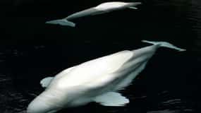 22in1 Car Tour Aquarium/Stanley Park/Lions Gate Br&22 More
