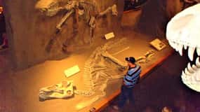 Day of Dinosaurs and Hoodoos From Calgary to the Badlands