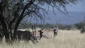 2 Days Wildlife Safari to Awash National Park