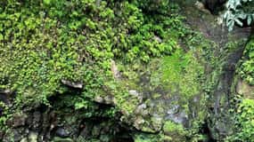 Nordeste Waterfalls Half day Hike