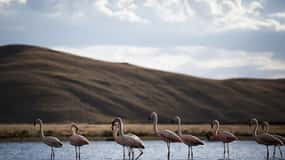 Excursion: Lagoon and National Reserve of Salinas and Aguada Blanca in Arequipa.