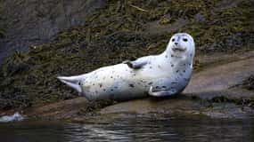 Tadoussac/Charlevoix: Seal Watching Zodiac Tour
