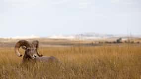 Badlands National Park: Premiere Day Tour