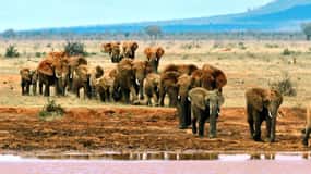 2-Days Wildlife Safari to Tsavo East & Tsavo West Park
