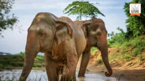 Phuket: Elephant Jungle Sanctuary 'Watch Me'-oplevelse