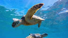 Muscat: Tour di snorkeling delle isole Daymaniat con rinfresco