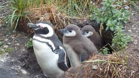 Ushuaia: Excursión a la Pingüinera del Canal de Beagle
