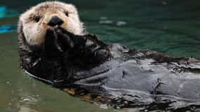 Seward: Resurrection Bay Half-Day Sightseeing Cruise