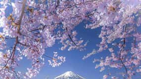 Tokyo:Mt.Fuji Sakura sightseeing Tour with Pickup & drop off