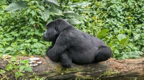 1 Day Gorilla Tour in Bwindi from Kigali