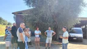 Seggiano: Typical Tuscan Farm Tour with Olive Oil Tasting
