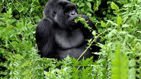 From Kigali Rwanda Gorilla tracking Day-trip