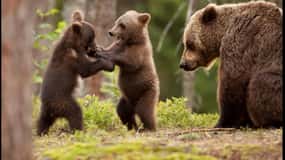 Small group - max 7 pax -Wild Bears Safari on Transfăgărășan