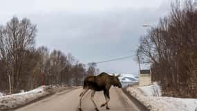 Private Wildlife Moose Photo Safari in Vesteralen