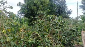 EMBU:Kenya'sCoffee & Tea,Plantations & Tea & Coffee tasting