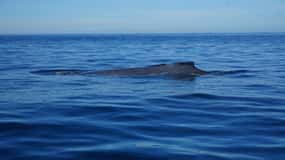 Puerto Vallarta: Whale Watching with Guide