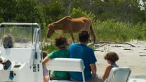 Ocean City: Private Party Assateague Island Cruise