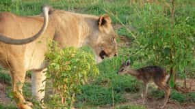 Zanzibar: avventura Safari Mikumi di 3 giorni con pasti