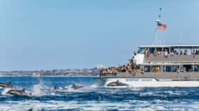 Newport Beach: 2-Hour Whale Watching Tour