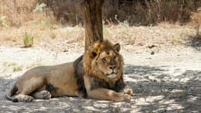 From Hammamet/Nabeul‎: Trip to Friguia Animal Park