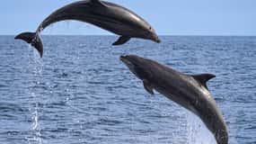 Newport Beach: 2-Hour Whale Watching Tour