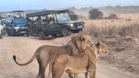 Nairobi National Park Morning Or Evening Game Drive Tour