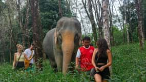 From Phuket: Khao Lak Elephant Sanctuary Full-Day Tour