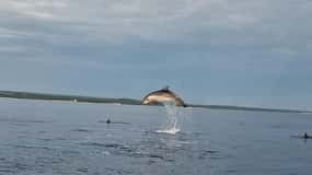 Dolphin private sunset tour Rovinj