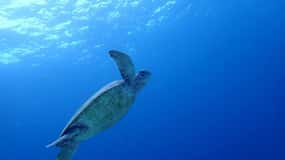 Moalboal Sardine Run, Sea Turtle & Mantayupan Falls