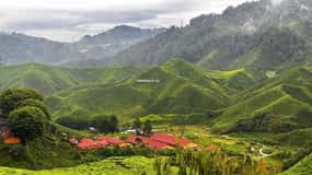 Fra Penang: Cameron Highlands – forfriskende privat dagstur