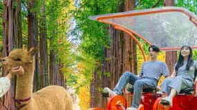 Seúl: Excursión de un día a Gangwon-do con el Mundo de la Alpaca y la Isla de Nami