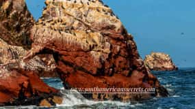 Da Paracas: tour delle Isole Ballestas tutto incluso
