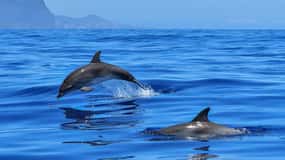 West: Swim wz dolphins, Crystal Rock, Lunch Benitiers island
