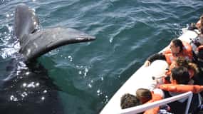 Peninsula Valdes + Whale watching - Puerto Madryn, Patagonia