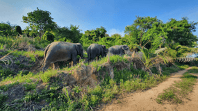 Vanuit Bangkok: Dagtrip naar Living Green Elephant Sanctuary