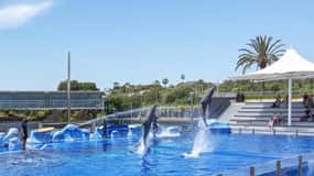 Mallorca: Marineland Tickets with Transfers from the North