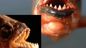 Manaus: Piranha Fishing