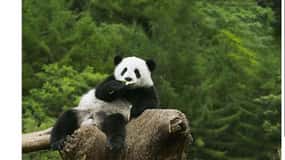 Tour privado de medio día con todo incluido a la Base Panda de Chengdu