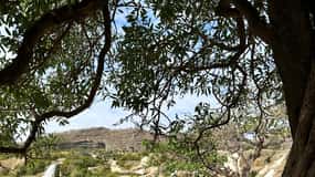 Salalah - połączenie wschodniej i zachodniej wycieczki
