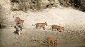 Pokhara: tour safari di Chitwan di 1 notte e 2 giorni