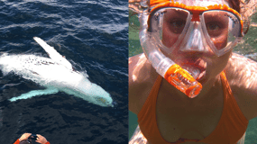 All Inclusive Mirissa Whale & Dolphin Watching + Snorkeling