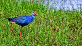 Muthurajawela Wetland: Birdwatching Expedition by Boat