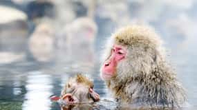 Excursion d'une journée aux singes des neiges, Nagano, temple Zenkoji et saké