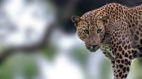 Vanuit Colombo: Yala National Park 4x4 safari met transfers
