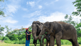 Phuket: Excursión al Santuario de Elefantes con Traslados al Hotel