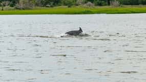 Savannah: Tybee Island Dolphin Tour