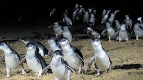 De Melbourne: Excursão de um dia aos pinguins de Phillip Island e à natureza