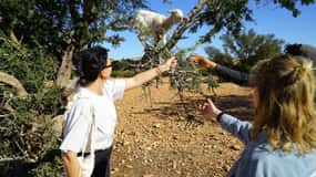 Au départ de Marrakech : Excursion d'une journée à Essaouira